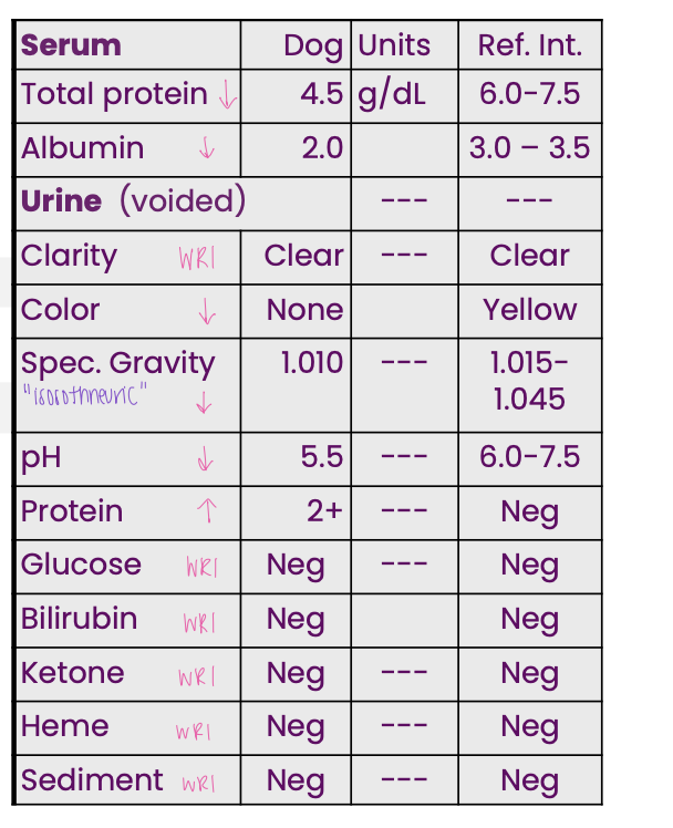 <p>A dog presented for not eating or</p><p class="p2">drinking; it was dehydrated.</p><p class="p2">Evaluate serum and USG first.</p><p class="p2">This dog’s proteinuria is most likely…</p>
