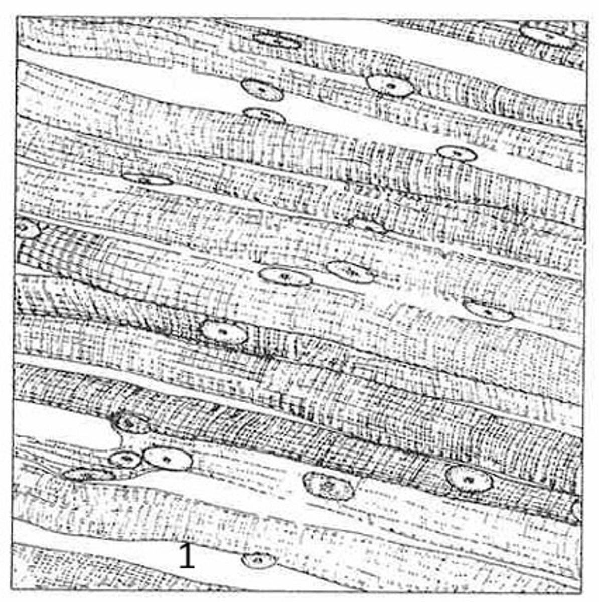 <p>what is the name of this tissue?</p>