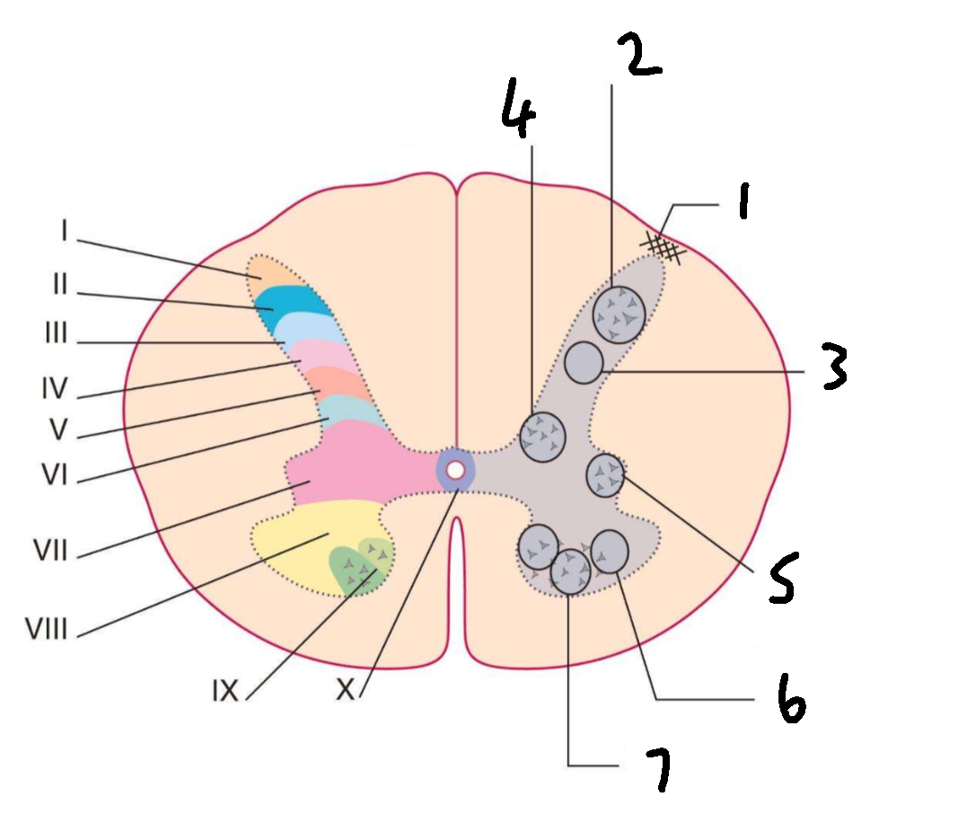 <p>What is 1?</p>