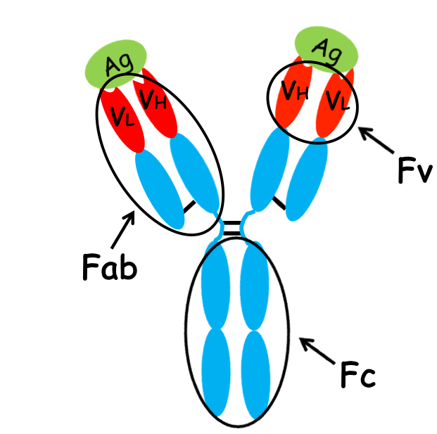 <p>what do the red, blue, and green regions signify?</p>