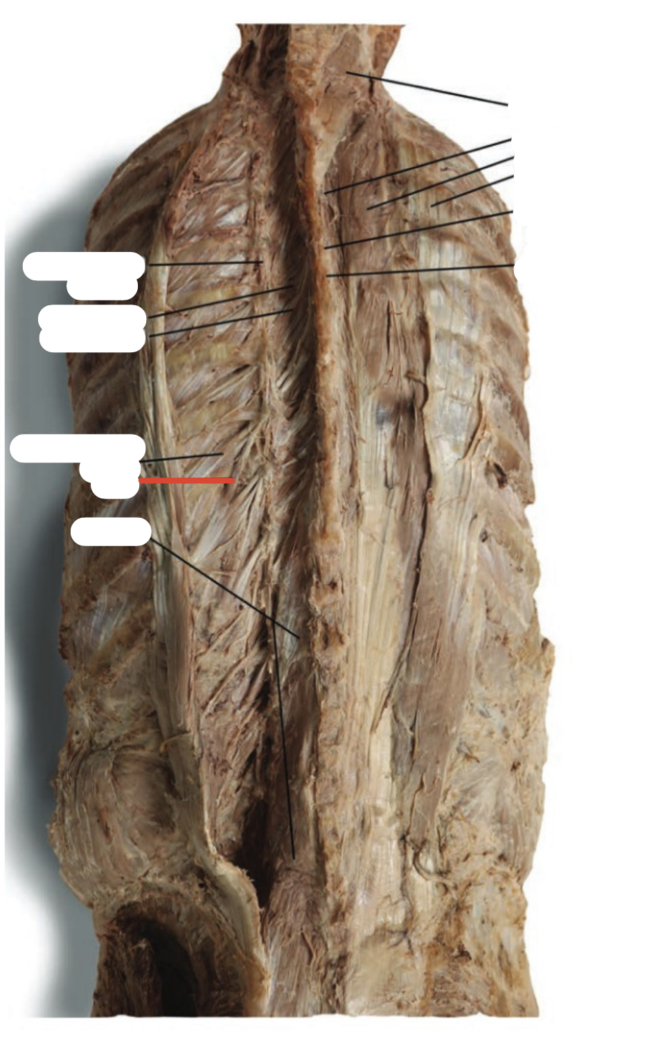 Identify the structure (red line)