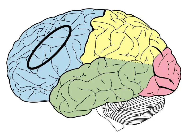 <p>Frontal lobe/motor cortex</p>