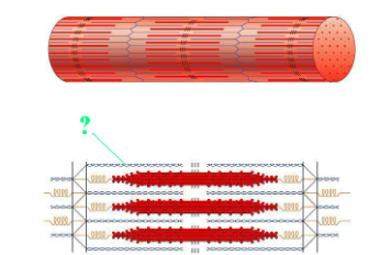 <p><span>Identify the indicated region of the sarcomere.</span></p>