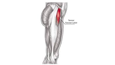 <p>Makes a body part rigid.</p>