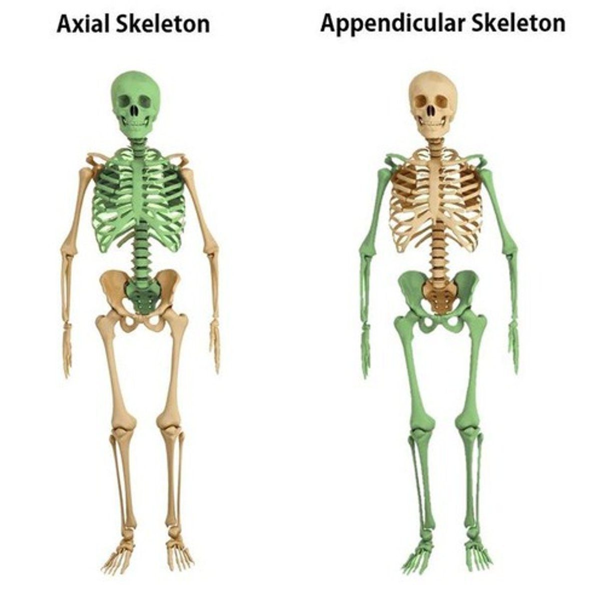 <p>Includes skull, vertebrae, and rib cage.</p>