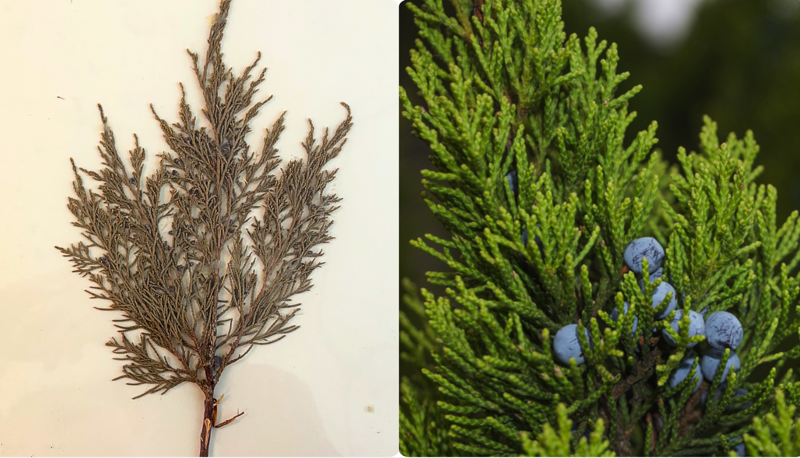 <p>Scaley leaves</p><p>Ovulate cones blue-black-purple</p><p>Leaf gland without exudate</p><p>Hilum covering seed 1/3 or less its length</p><p><strong>Plant usually several trunks from near base</strong></p><p><strong>Abaxial leaf glands usually roundish, conspicuously raised</strong></p><p><strong>Leaf margins minutely separated (NOT SMOOTH) (at microscopic level)</strong></p>