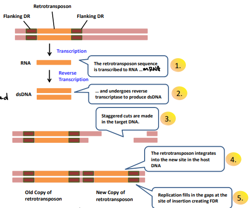 <ol><li><p>Retrotransposon sequence is transcribed to RNA.. mRNA</p></li><li><p>Undergoes reverse transcriptase to produce dsDNA, winded up with double stranded molecule</p></li><li><p>Staggered cuts are made in the target DNA</p></li><li><p>Retrotransposon integrates into the new site in the host DNA</p><ol><li><p>Replication fills in the gaps at the site of insertion creating FDR, unbalanced. Copied and added DNA</p></li></ol></li></ol><p></p>