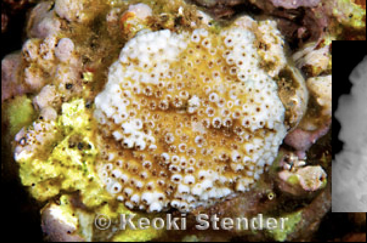 <p>Cyphastrea ocellina</p>