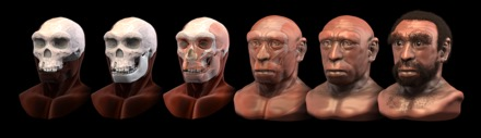 <ul><li><p>Fossils found in Heidelberg, Germany</p></li><li><p>Share features with H. erectus and H. sapiens</p></li><li><p>Cranial capacity: 1250 cc (close to what we have now)</p></li><li><p>It may gave rise the Neanderthals (could be a direct ancestor to Neandrethals)</p></li></ul><p></p>