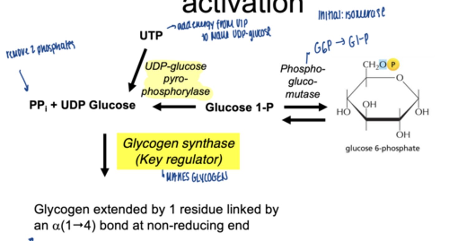 <p>glycogen synthase</p>