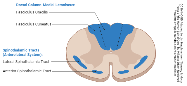 <p>gracilis is more medial</p>