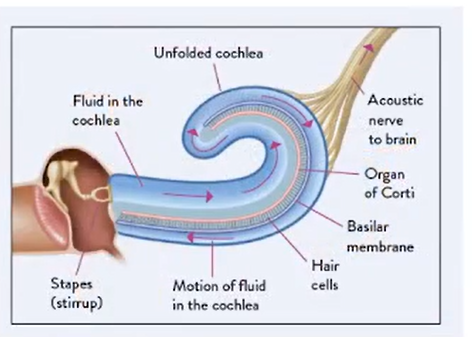 Structure Of The Inner Ear