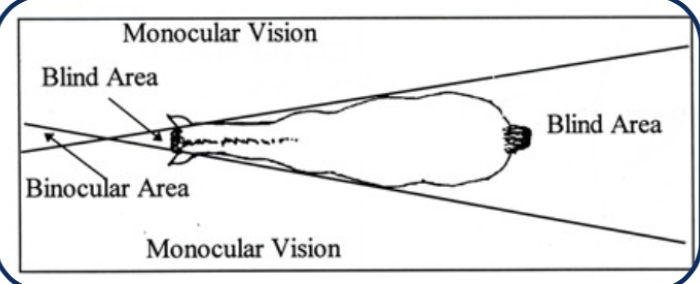 <p>sight </p>