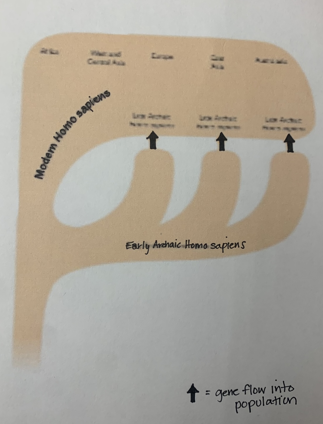 <ul><li><p>moderns arose in different regions</p></li><li><p>moderns + archaic interconnected by gene flow (INTERBREEDING)</p></li></ul>