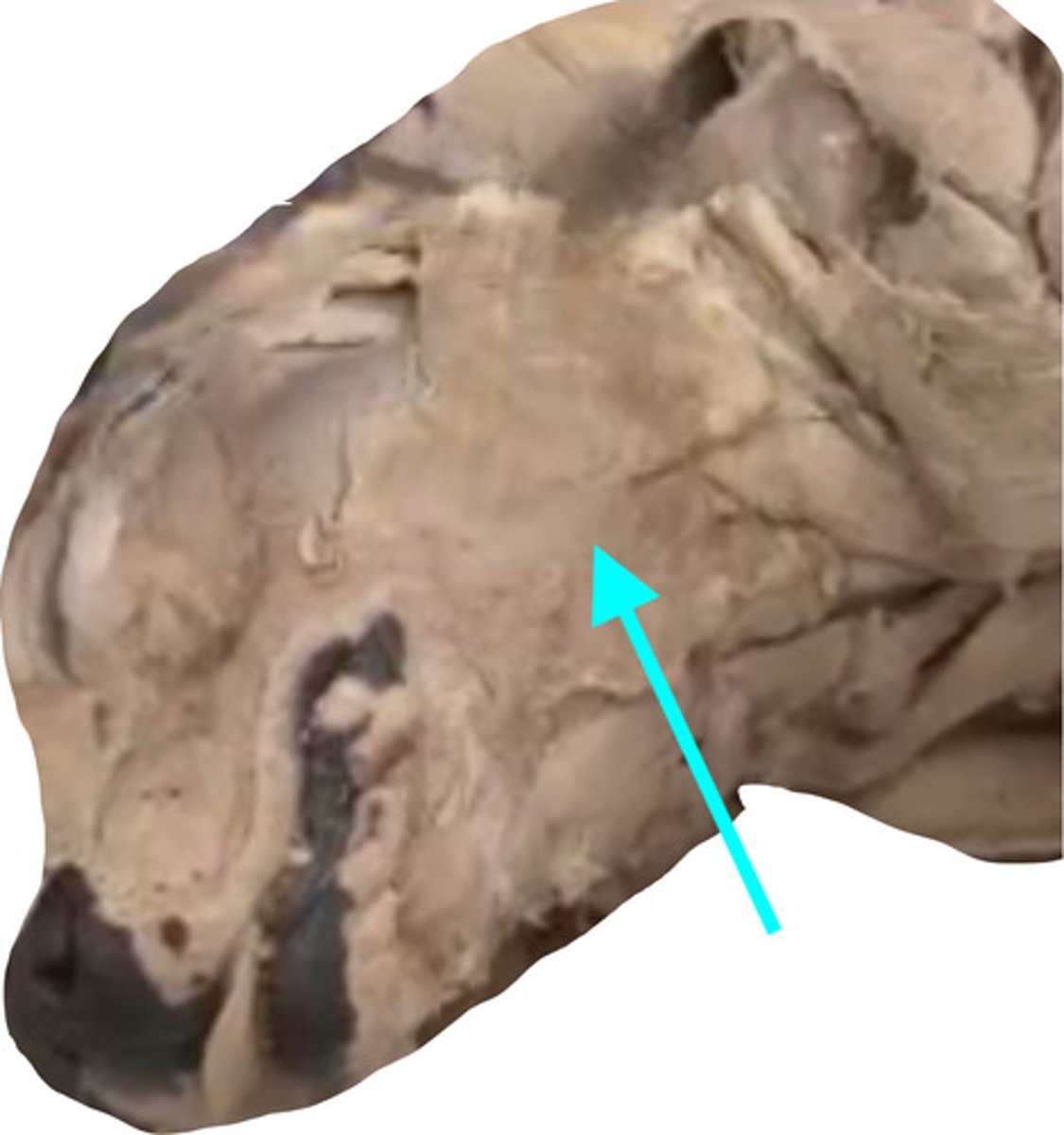 anatomy practical 1 face and thorax Flashcards Knowt