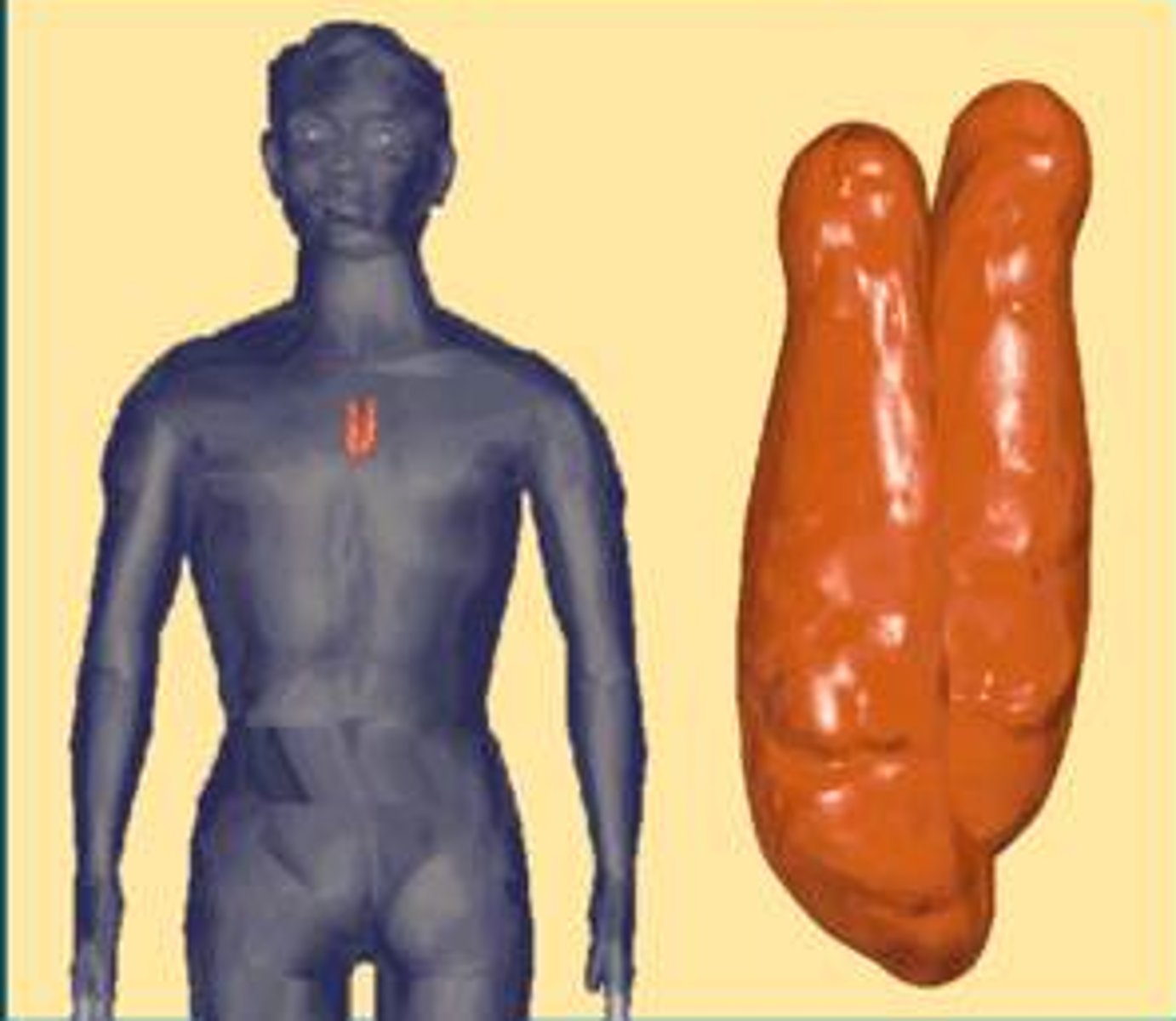 <p>Gland found in the thoracic cavity above the heart where T lymphocytes mature. It produces several hormones which stimulate development of cells important in immunity.</p>