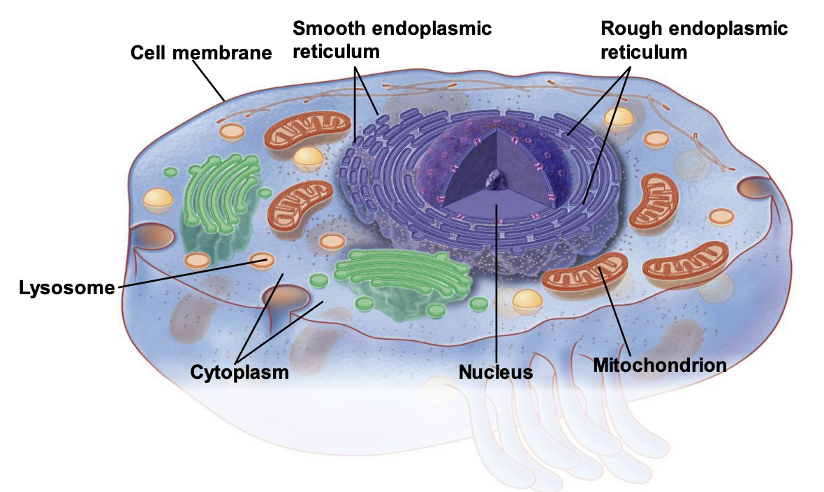 <p>cell membrane, smooth ER, rough ER, lysosome, cytoplasm, nucleus, mitochondria</p>