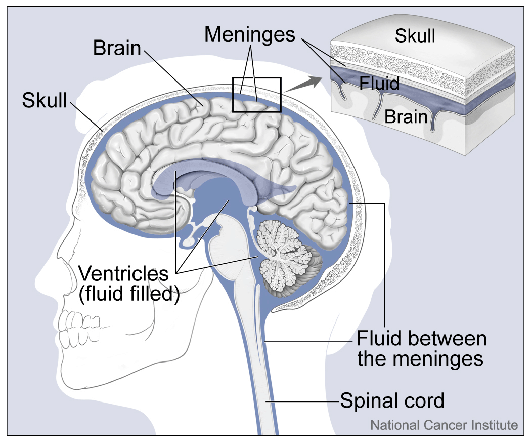 <p>Skull, CSF (cerebrospinal fluid), Meninges (dura mater, arachnoid, pia mater), Blood brain barrier (capillary endothelium and astrocytes)</p>