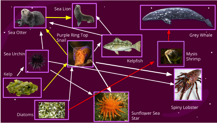 <p>Following the yellow food chain in the web below, what is the sea otter in this chain?</p>