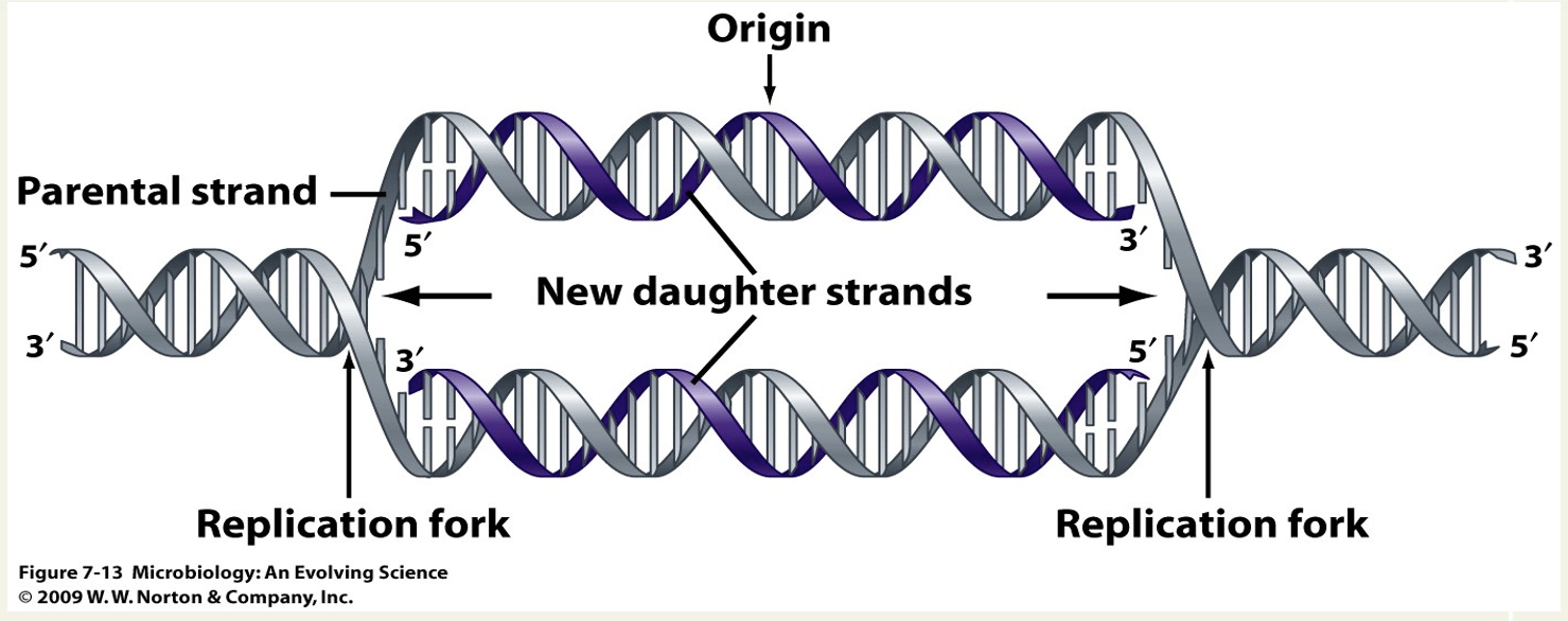 <p>2 are produced. Point on DNA that is opened up + started to be copied, 4 strands open (one copy of top + one of bottom). DNA polymerase can only synthesise from 5’ to 3’: works for bottom strand but not top as complementary = Okazaki fragments. </p>
