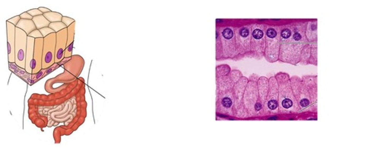 <p>single layer of elongated, rectangular shaped cells. Secretion and absorption. Surface lining of stomach and intestines.</p>