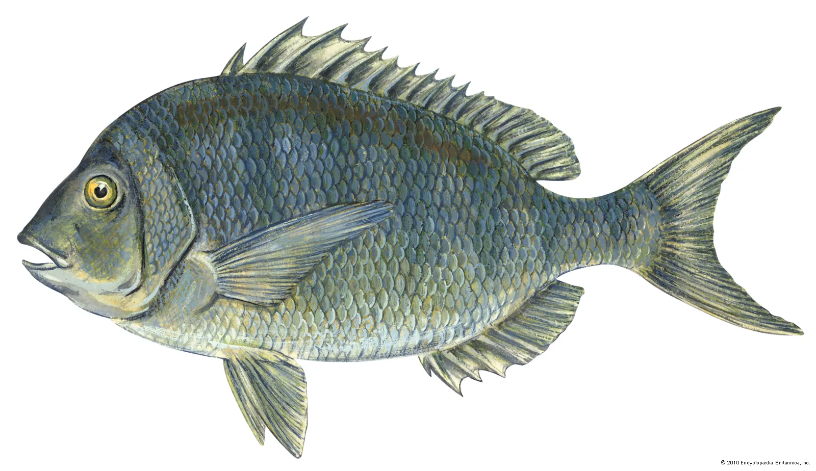 <p>Sparidae</p>