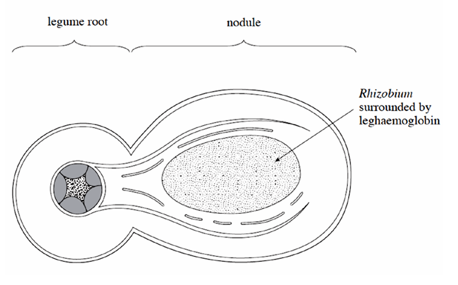 <p>Nitrogen fixation requires much ATP and the Rhizobium gains the sugars for respiration from the plants photosynthetic product.</p>
<p>Plant provides a pigment called leghaemoglobin which binds to oxygen in the root nodule to create anaerobic conditions</p>
<p>Excess ammonium and amino acids are exported to the plant for protein synthesis</p>