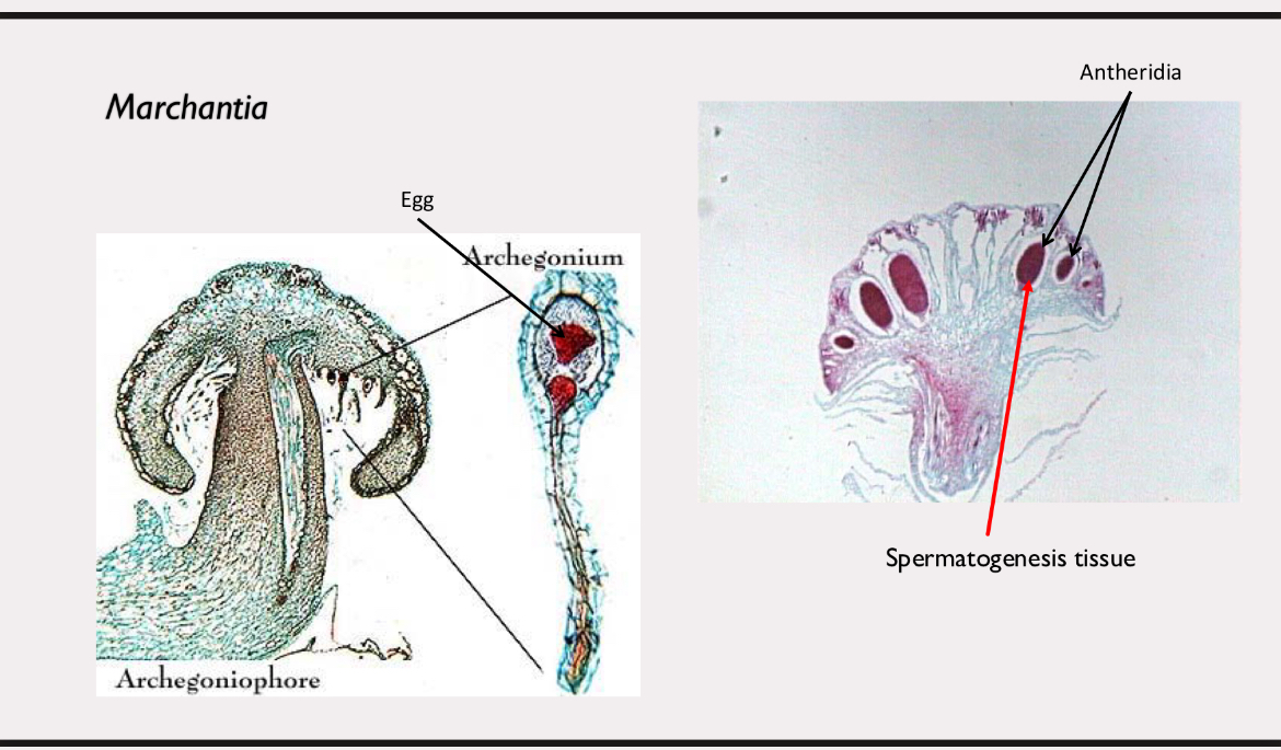 <p>liverwort</p>