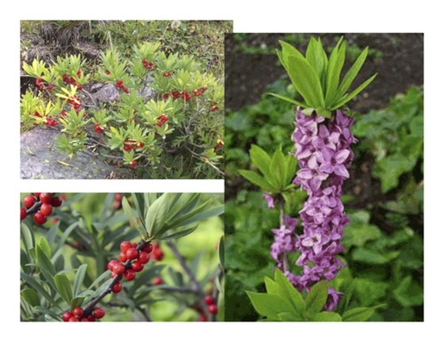 <p>🌿 Arbuste bas, fleurs rose vif en colonne très parfumées, apparaissant avant les feuilles (mars-avril).</p><p>🌿 Fruits rouges vifs (toxiques).</p><p>🌿 Espèce très précoce au printemps.</p>