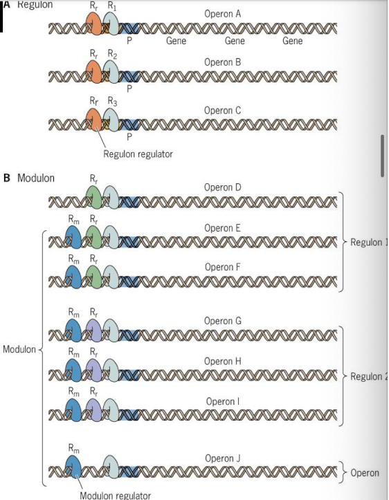 <ul><li><p>Regulon: one regulator affects each operon in regulon; sigma factors control regulons</p></li><li><p>Modulon: one regulator affects multiple regions; modulo’s control sets of regulons</p></li></ul><p></p>