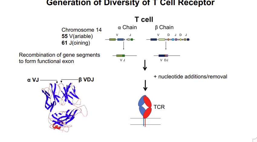 <p>Generation of Diversity of T Cell Receptor - gene <strong>rearrangement </strong>of the variable antigen binding region </p>