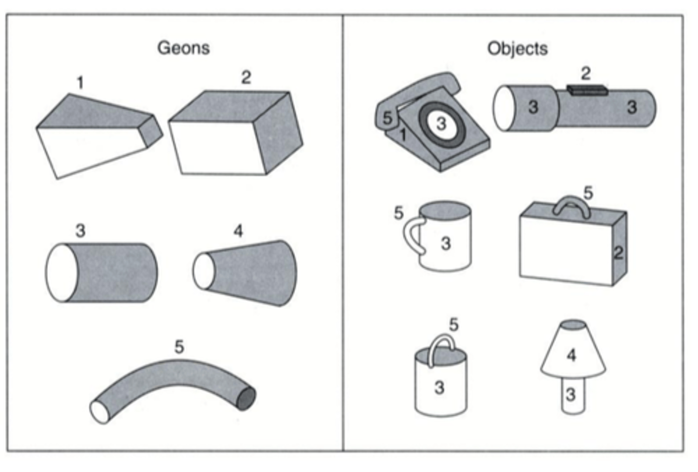 <p>all objects can be mentally constructed using geons</p>