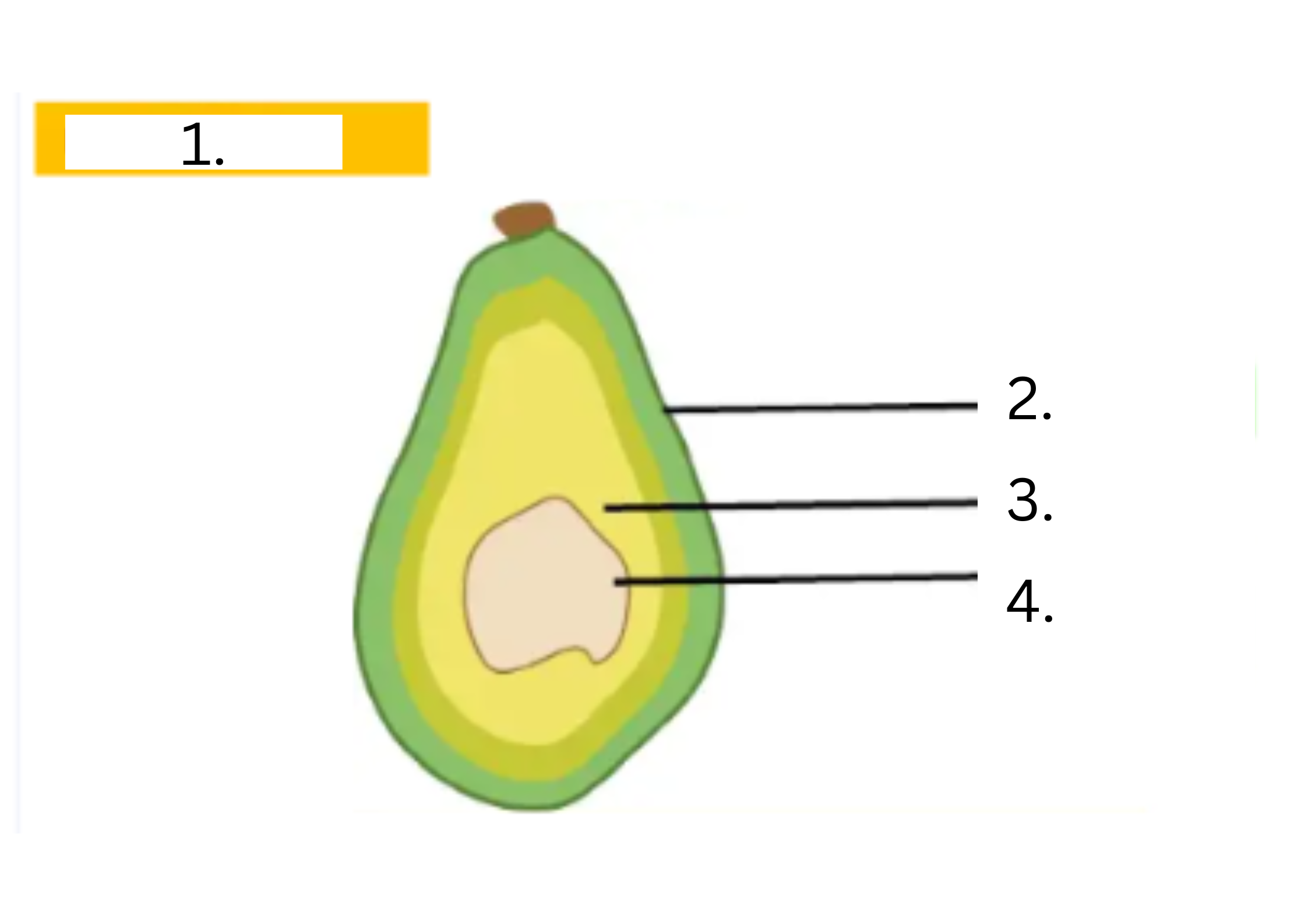 <p>Avocado</p>