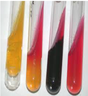 <p>tube 4 shows </p>