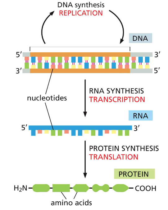 <ul><li><p>DNA, RNA + proteins <u>synthesized</u> as <mark data-color="red">linear chains of info w/ a definite polarity</mark></p></li><li><p>info in RNA sequence is translated into amino acid sequence via <mark data-color="red">genetic code</mark>(universal among all species)</p></li></ul>