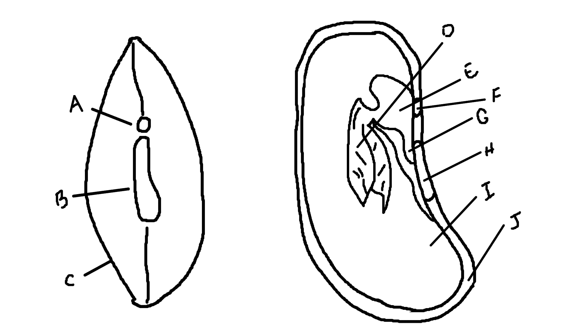 <p>D</p>