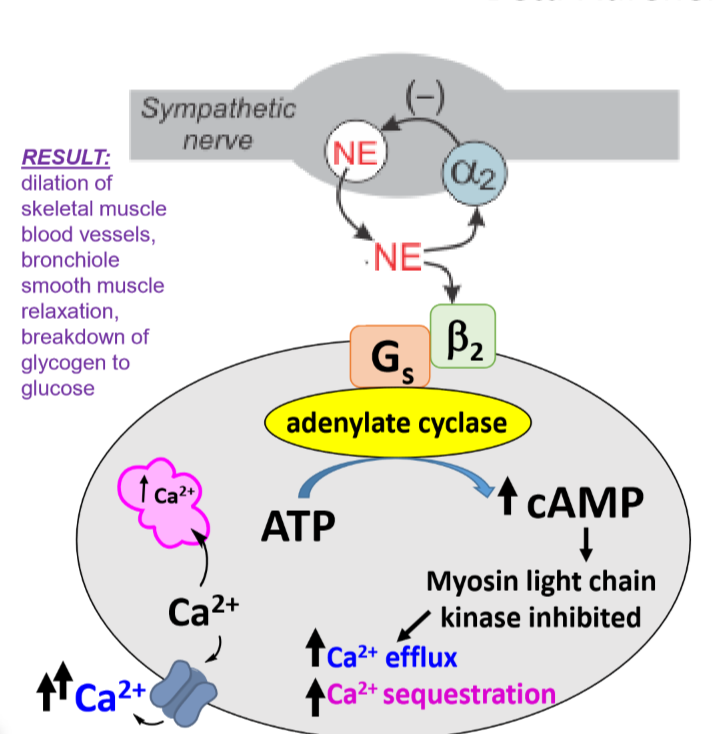 <p>Reside in lung tissue, liver, skeletal muscle in blood vessels, intestine, uterus</p><p></p><p>Increased adenylate cyclase activity → increased cAMP production → myosin light chain kinase inhibition → increased calcium flux in opposite direction compared to B1 receptors→ reduced actin myosin interactions → smooth muscle relaxation in bronchioles</p>