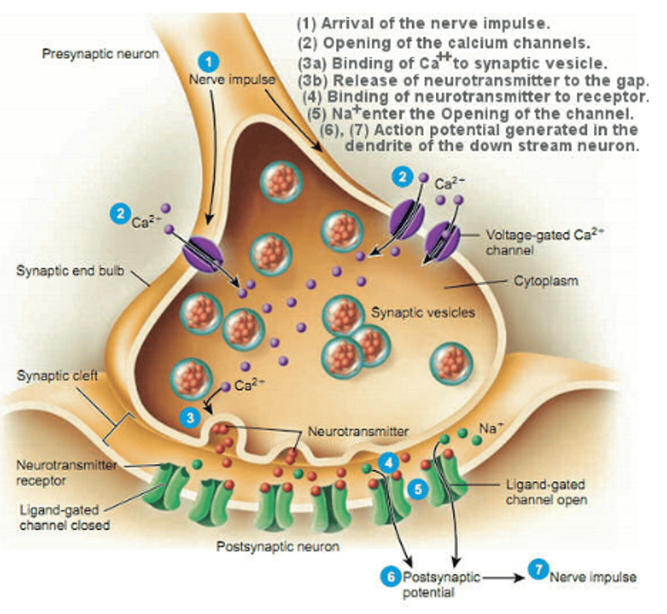 <p>b) The influx of calcium ions into the presynaptic terminal</p>