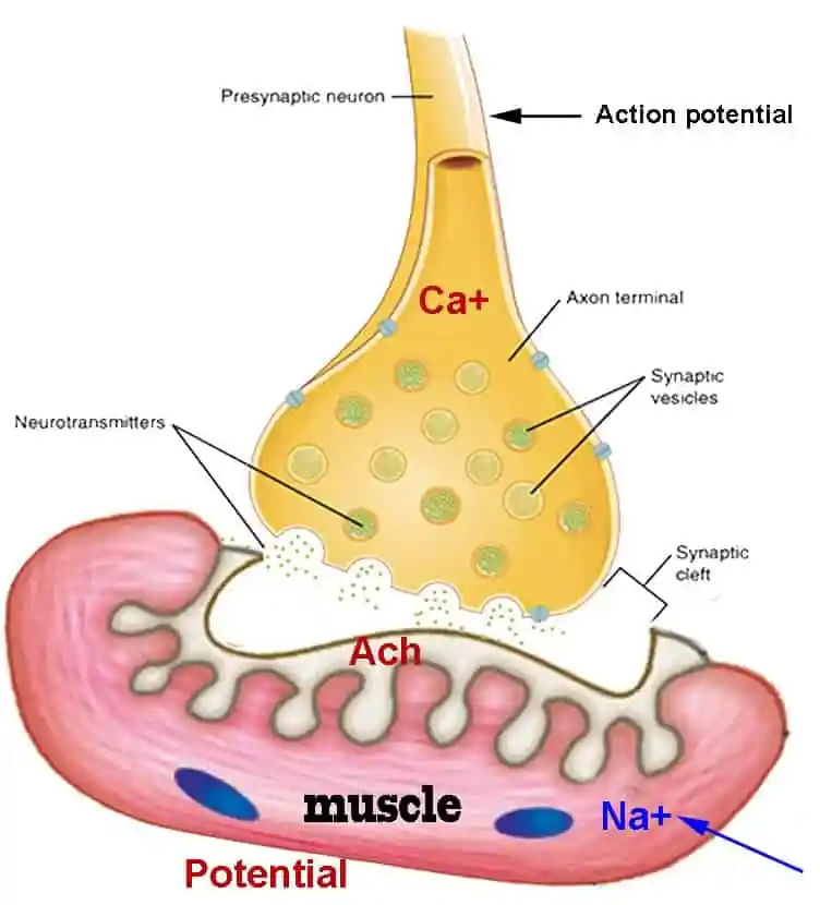 <p>where motor neuron terminal axon meets muscle fibers with a chemical synapse </p>