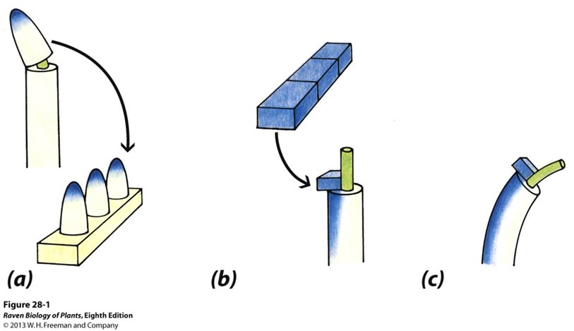 <ul><li><p>removed coleoptile tips from oat seedlings, and placed them on agar</p></li><li><p>place that agar on one side of decapitated shoot</p></li><li><p>observed cell elongation on side with agar</p></li></ul><p></p><p>concluded:</p><ol><li><p>“influence” caused by auxin</p></li><li><p>chemical accumulated on the side OPPOSITE to the light source </p></li></ol><p></p>
