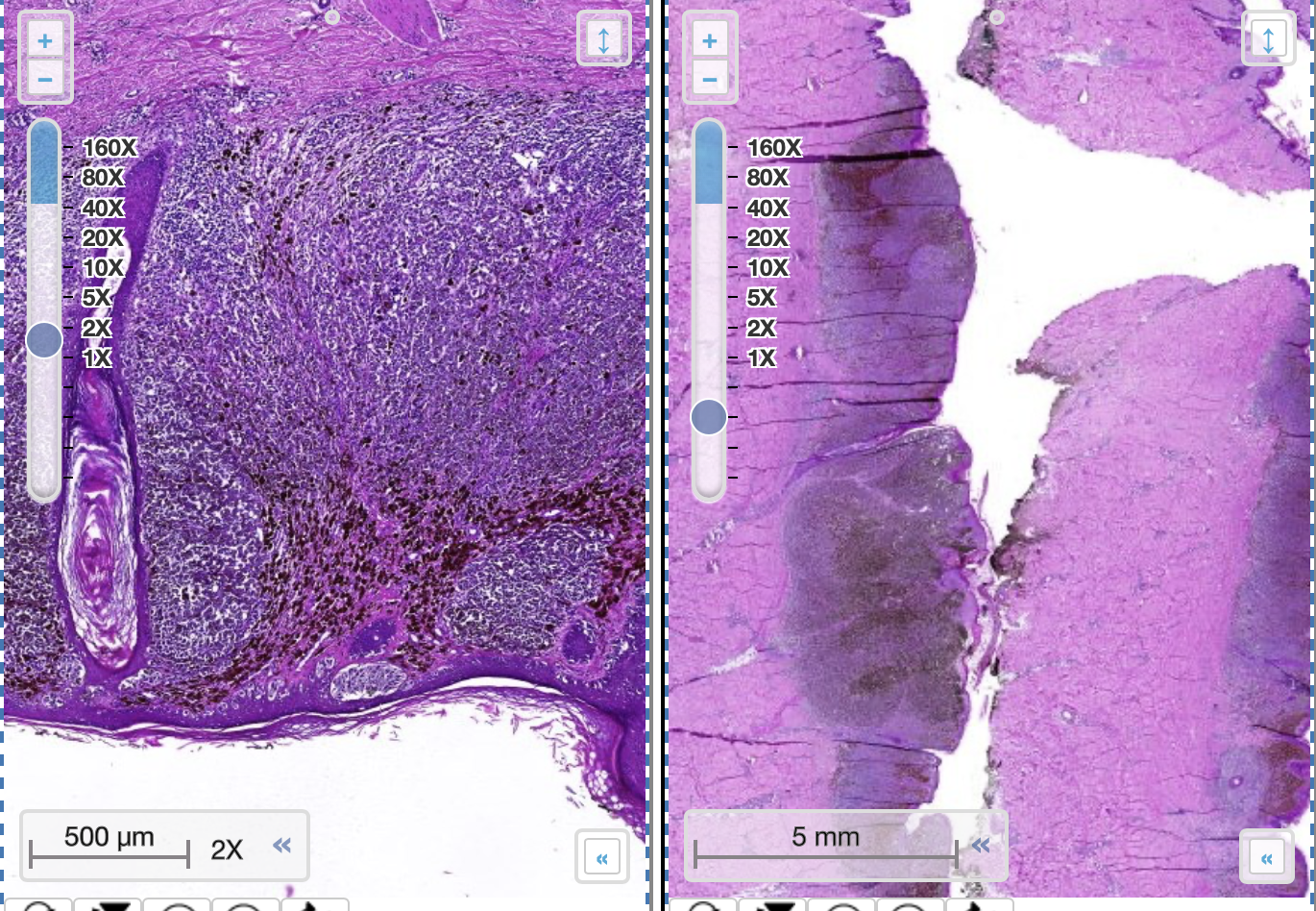 <p>welk preparaat</p>