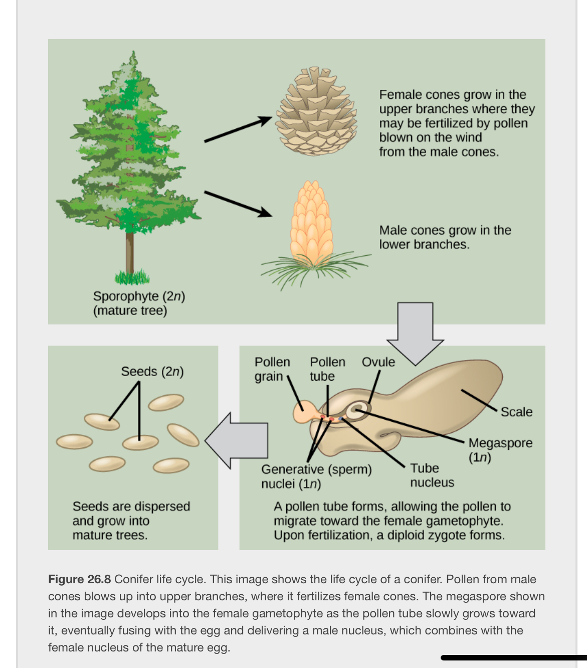 <p>At what stage does the diploid Zygote form?</p>