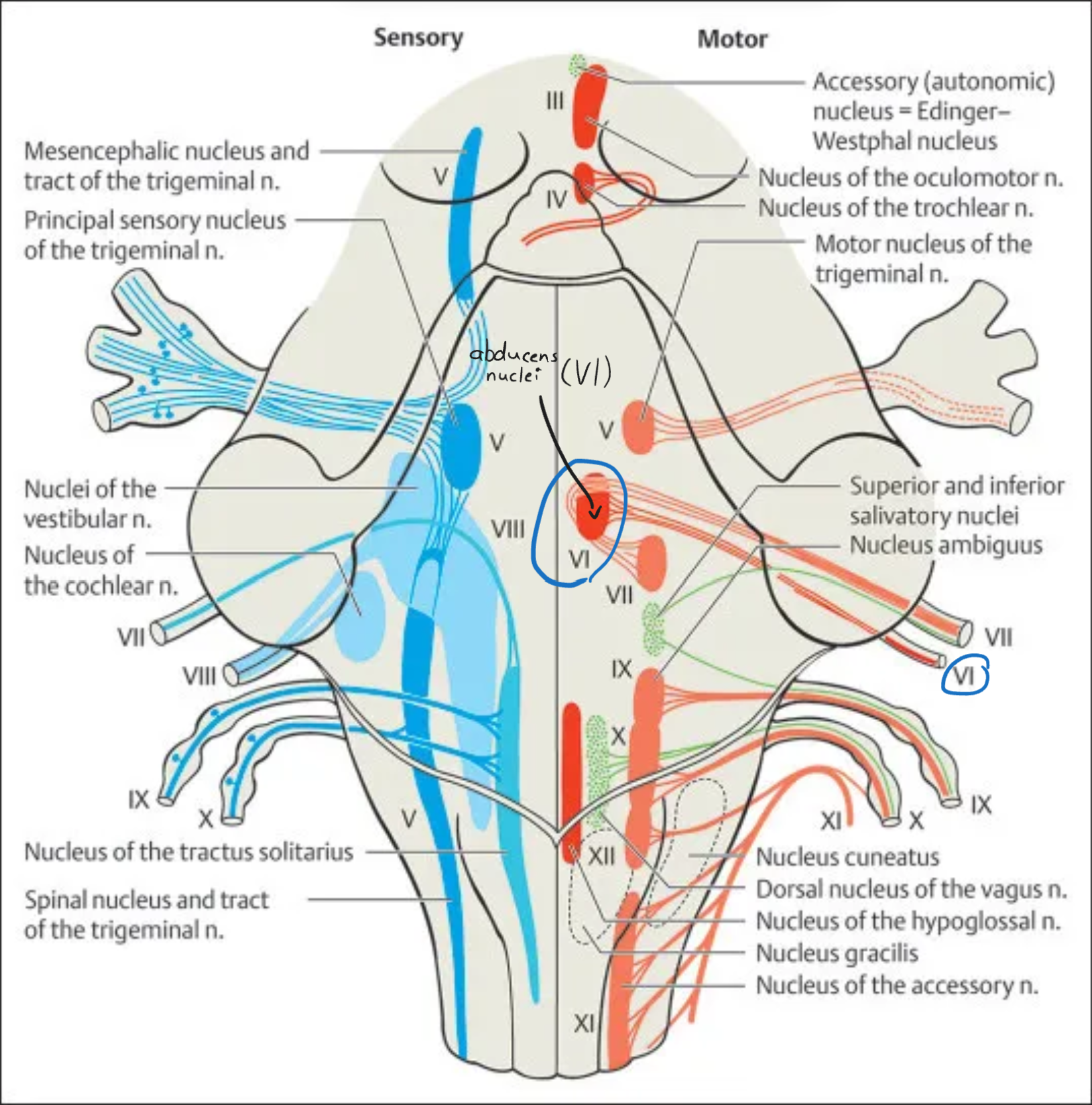<p><strong>Abducens (VI)</strong></p>
