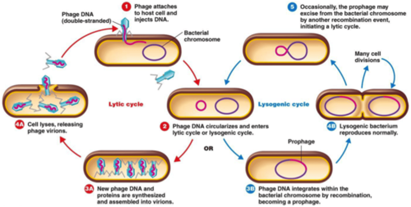 <p>In a Lytic Cycle, the virus uses the cell's machinery with no regard for the cell, ending with the host cell lysing.</p><p>In a Lysogenic Cycle, the virus integrates itself into the host genome, and can remain dormant until environmental factors make this virus return to a Lytic Cycle.</p>