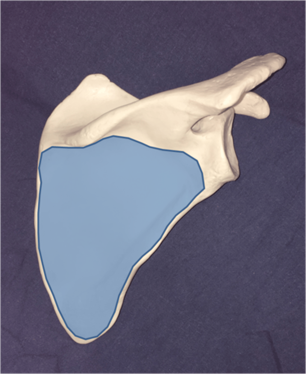 <p>Area posterior (outer) side below scapular spine</p>