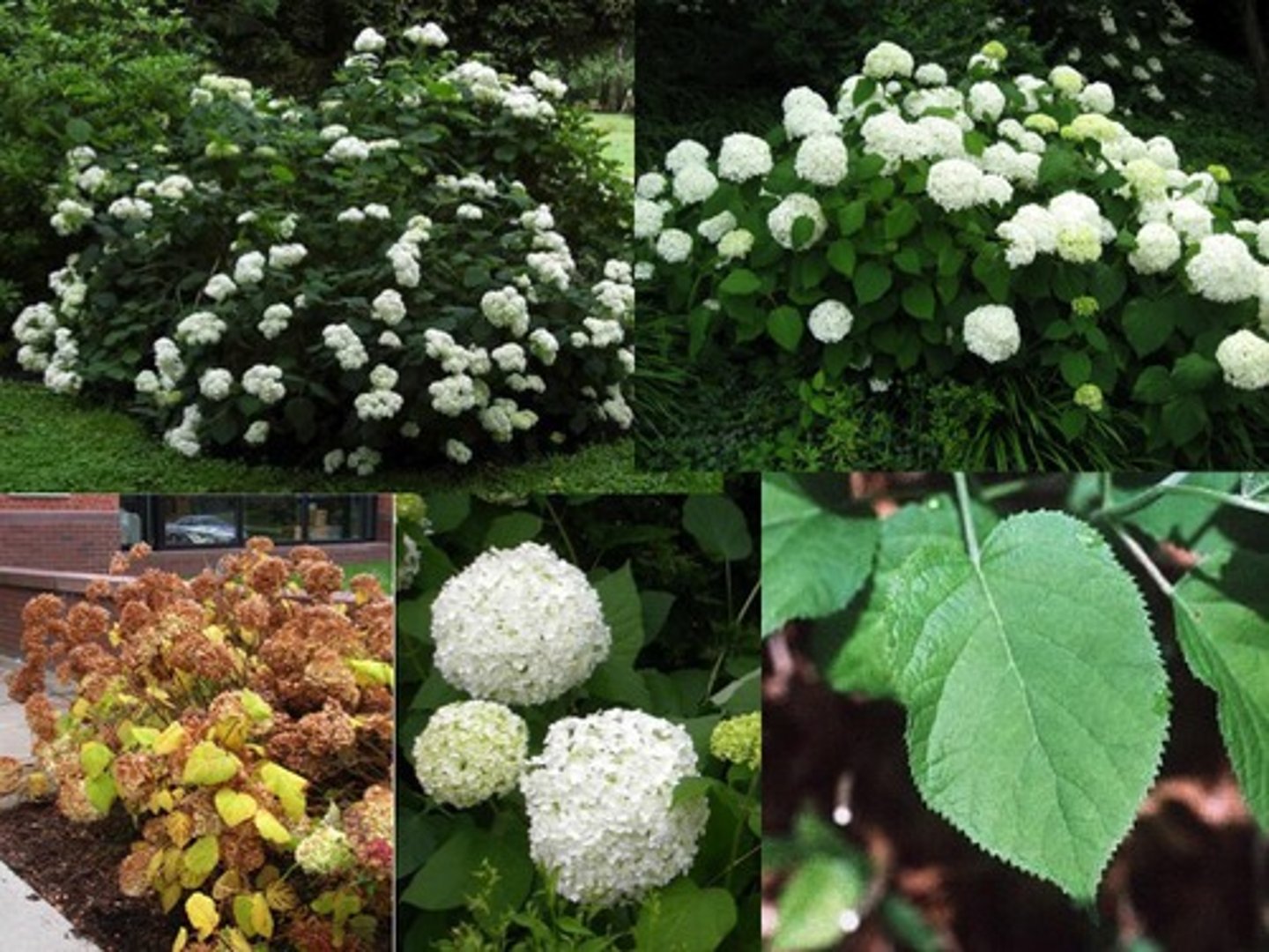 <p>Hydrangeas look like little balls and stones (kidney and bladder stones)</p><p>Actions: Diuretic; anti-lithic</p><p>Indications: Prostatitis, BPH, urolithiasis**, dysuria, cystitis, urethritis, acute nephritis, acute pyelonephritis</p><p>SE: vertigo and chest pain in high doses (OD)</p><p>CI: </p>