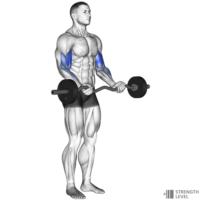 <ul><li><p>Biceps Brachii</p></li></ul><p></p>