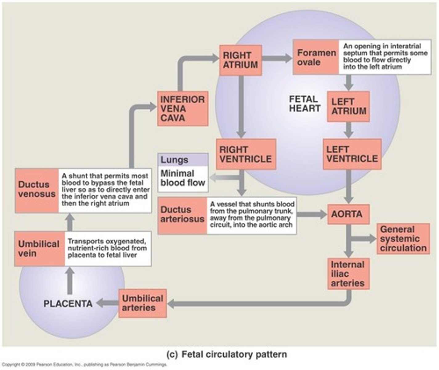 <p>Includes the pulmonary trunk, left and right pulmonary arteries, and pulmonary veins.</p>