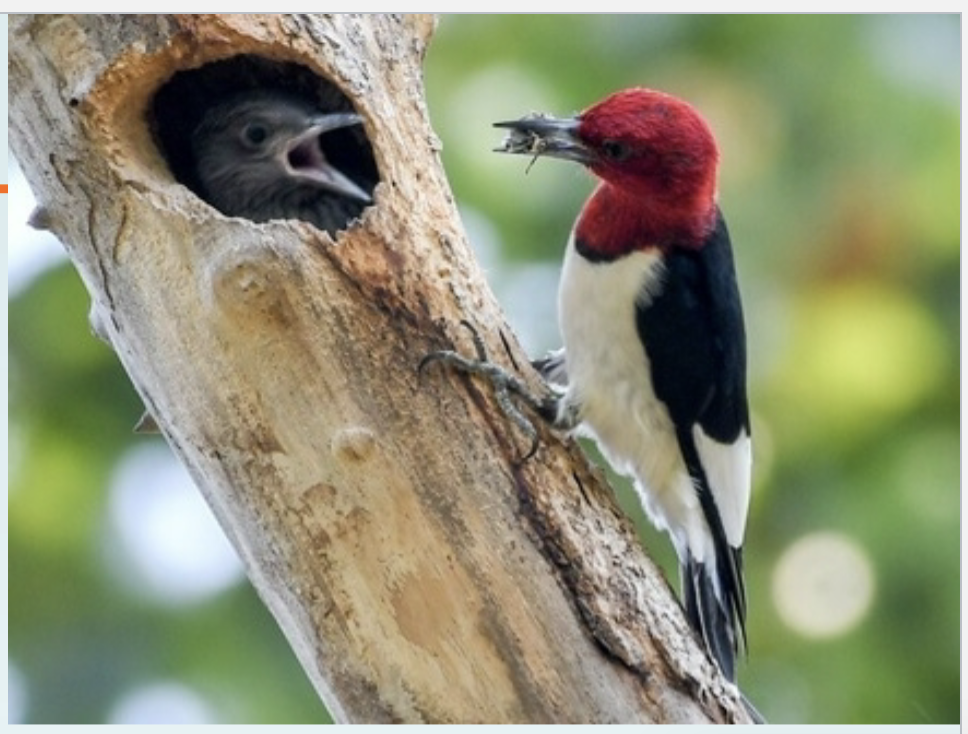 <p>Carved hole in tree branch or trunk, nests are reused; eg. red-headed woodpecker.</p>