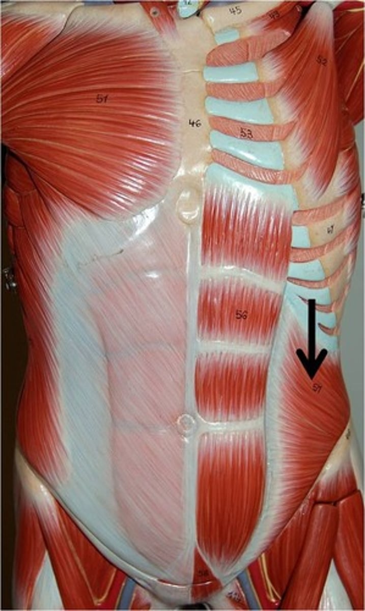 <p>Action: compress abdomen, depress ribs, flex or rotate spine</p>